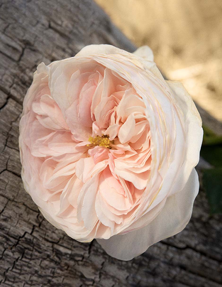 Eau de parfum Romance para mujer 15