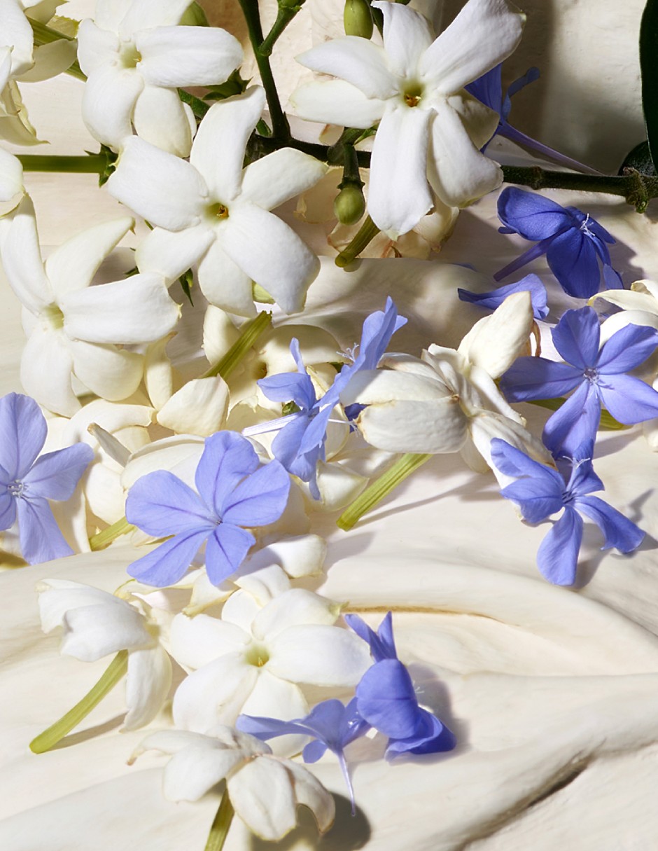 Eau de parfum Dolce& Dolce Blue Jasmine para mujer 14