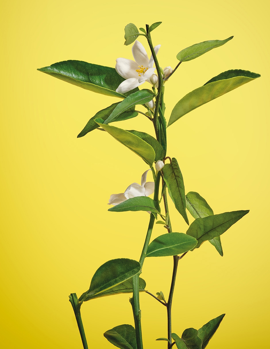 Eau de toilette Neroli para mujer