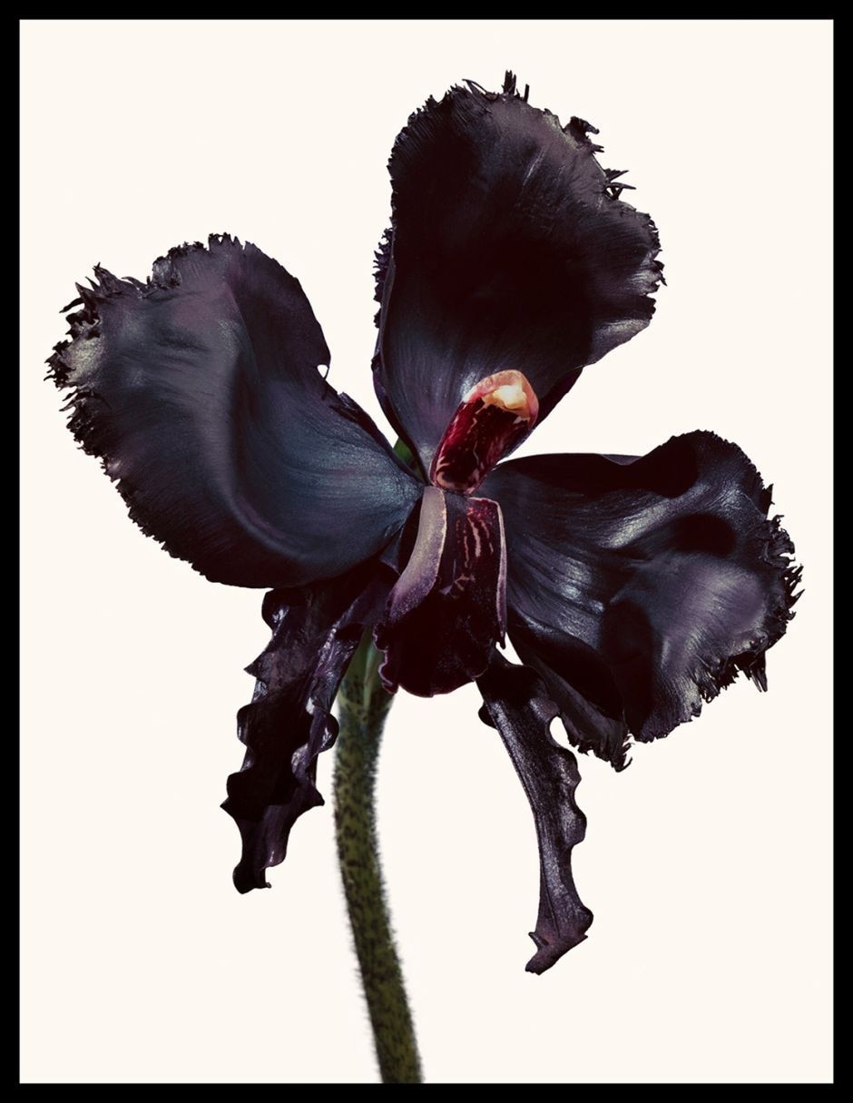 Parfum Black Orchid Reserve unisex